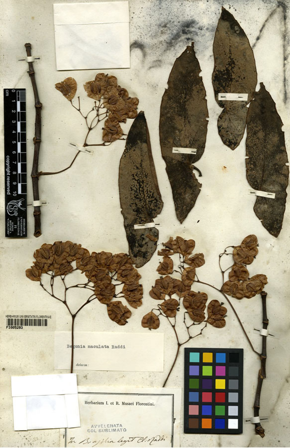 Begonia maculata - matériel utilisé par G. Raddi 01