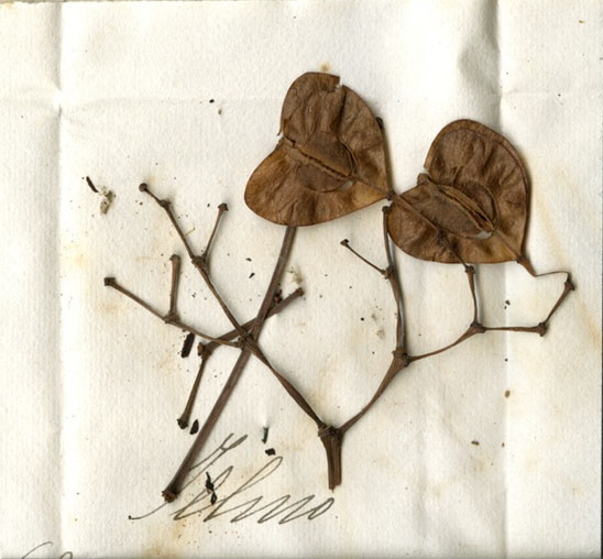 Begonia maculata - matériel utilisé par G. Raddi 02