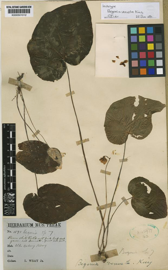 Begonia venusta - Lectotype